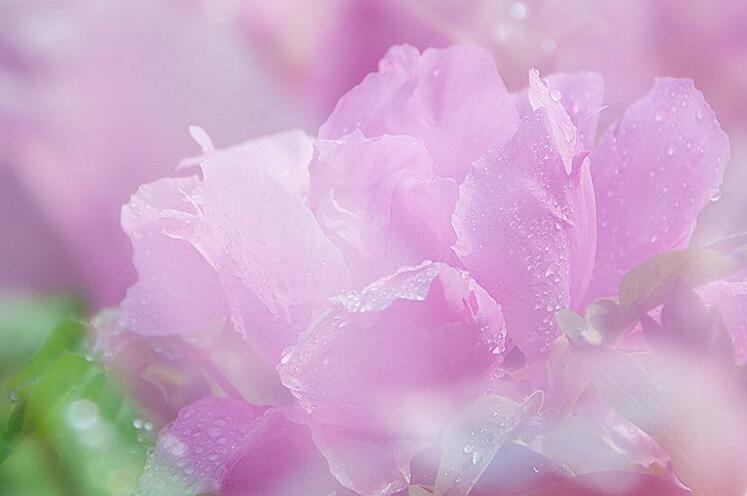 牡丹花送人意义,不同颜色的花有着不同的寓意