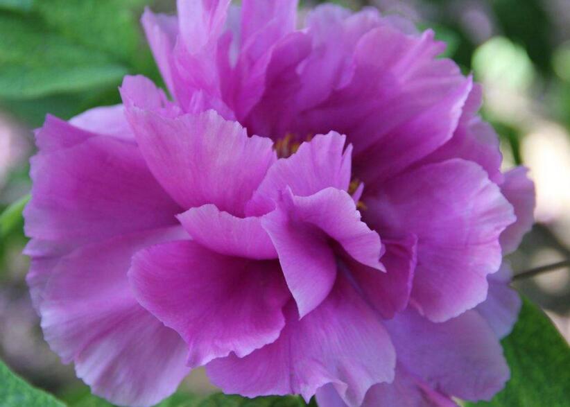 牡丹花送人意义,不同颜色的花有着不同的寓意