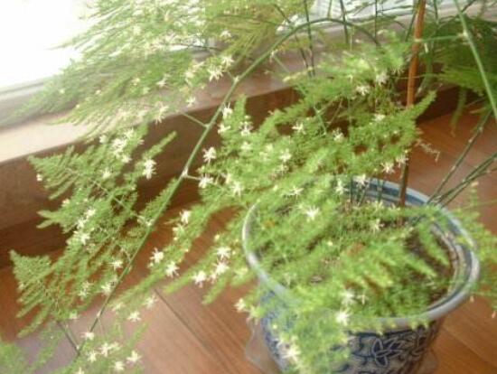 文竹开花吗,每年9-10月间盛放(和睦美满)