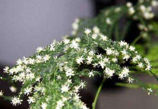 文竹开花吗,每年9-10月间盛放(和睦美满)