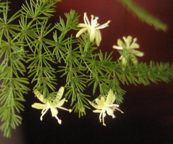 文竹开花吗，每年9-10月间盛放(和睦美满)