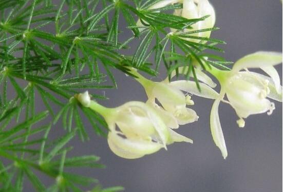 文竹开花吗,每年9-10月间盛放(和睦美满)