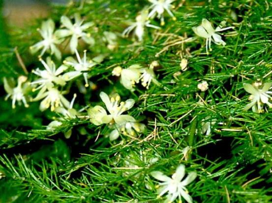 文竹开花吗,每年9-10月间盛放(和睦美满)