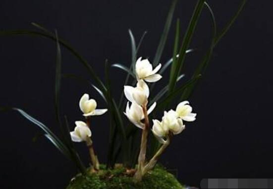 兰花哪个品种最好,素冠荷鼎天价难买(镇园之宝)