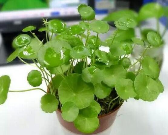 铜钱草泡水喝的作用,利尿排石、抗炎消炎