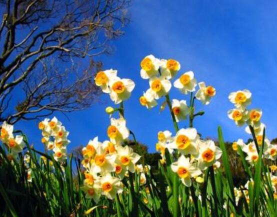 水仙花代表什么含义,纯洁的爱情、吉祥祝福