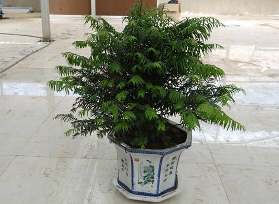 红豆杉放家哪个位置好,教你六种最佳摆放地点(招财生旺)