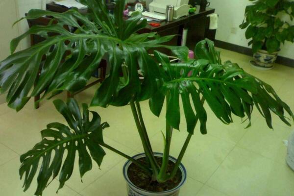 龟背竹施什么肥最好,不同的季节选择不同的肥料