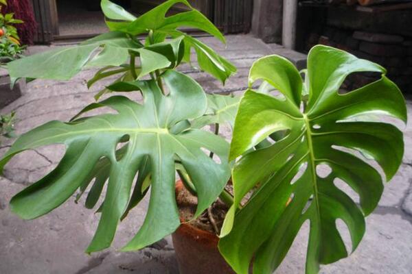 龟背竹施什么肥最好,不同的季节选择不同的肥料
