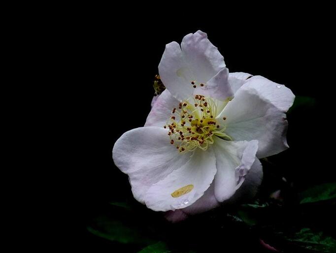 蔷薇花适合东北种植吗,适宜/但是要注意栽种的方法
