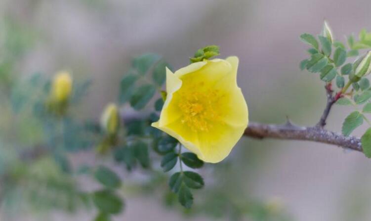 蔷薇花适合东北种植吗,适宜/但是要注意栽种的方法