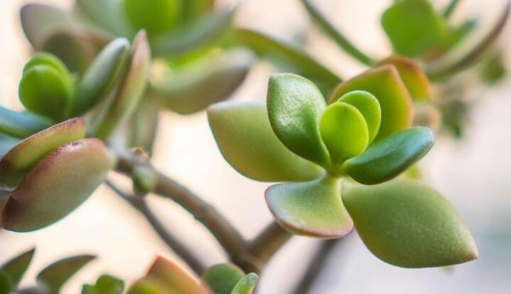 燕子掌生虫了怎么办,4种不同的病虫害治疗方法