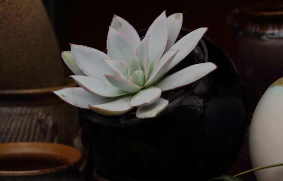 宝石花有哪些功效,美容养颜治便秘
