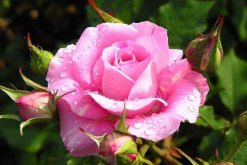 粉色蔷薇花的花语，以及蔷薇花花语大全
