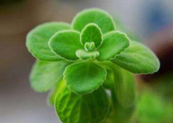 碰碰香烂根处理方法,老农总结两种最简单有效措施(轻度与重度)