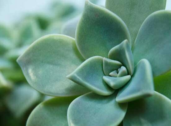 宝石花怎么浇水,不同季节不同浇水量(控水为主)
