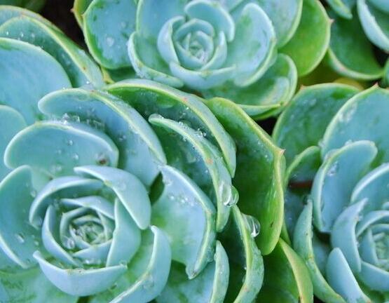 宝石花怎么浇水,不同季节不同浇水量(控水为主)