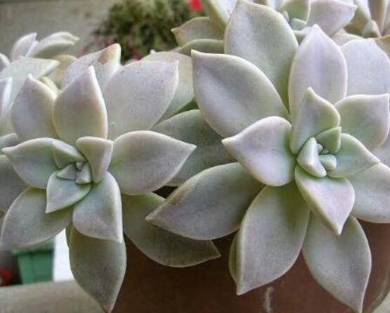 宝石花怎么浇水,不同季节不同浇水量(控水为主)