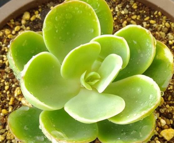 宝石花怎么浇水,不同季节不同浇水量(控水为主)