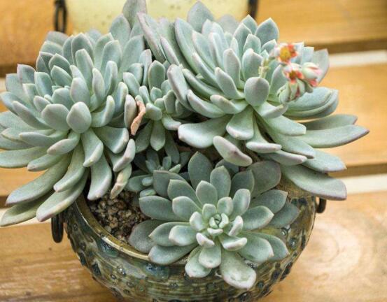 宝石花怎么浇水,不同季节不同浇水量(控水为主)