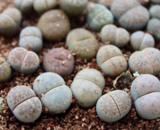 生石花移植方法,做好六点基本步骤成功率百分百
