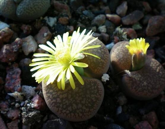 生石花移植方法,做好六点基本步骤成功率百分百