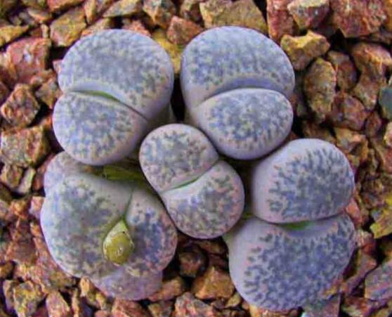 生石花移植方法,做好六点基本步骤成功率百分百
