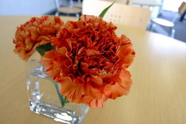 康乃馨插花养护保鲜技巧,延长花期的5大技巧