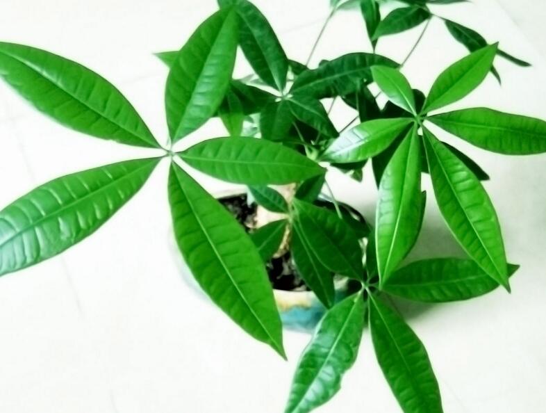 发财树有几种品种,常见的3个品种