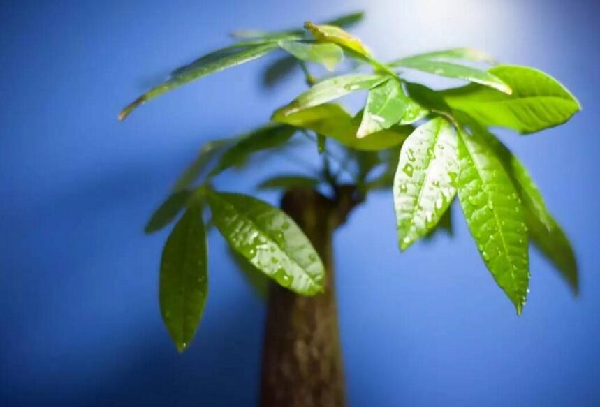 发财树有几种品种,常见的3个品种