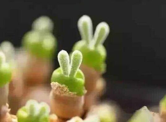 碧光环用什么样的土,最好配制适合植物生长的透气土壤