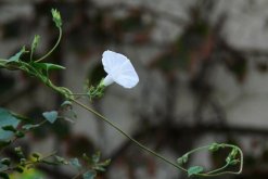 牵牛花如何种植，牵牛花种植步骤