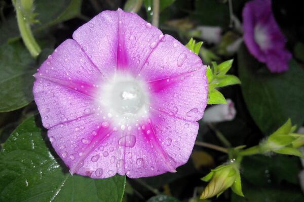 牵牛花如何种植，牵牛花种植步骤