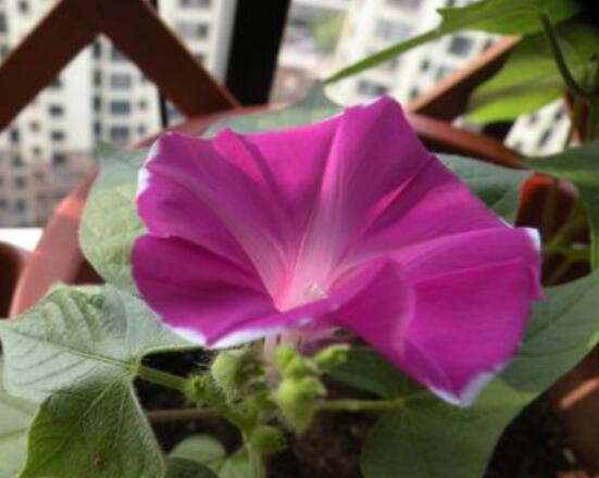 爬藤牵牛花种植方法,择健康饱满种子/借靠辅助物攀爬