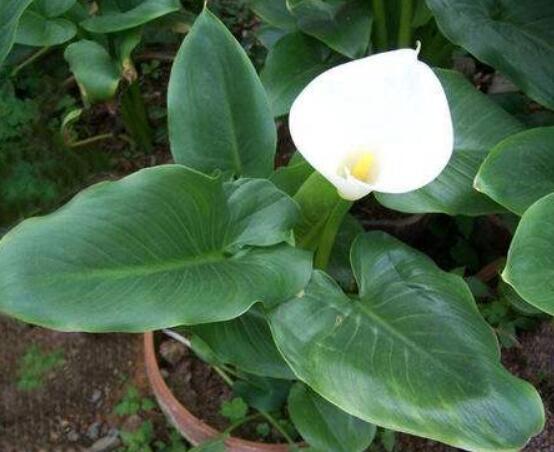 送马蹄莲花代表什么,不同颜色不同寓意(最深的祝福)