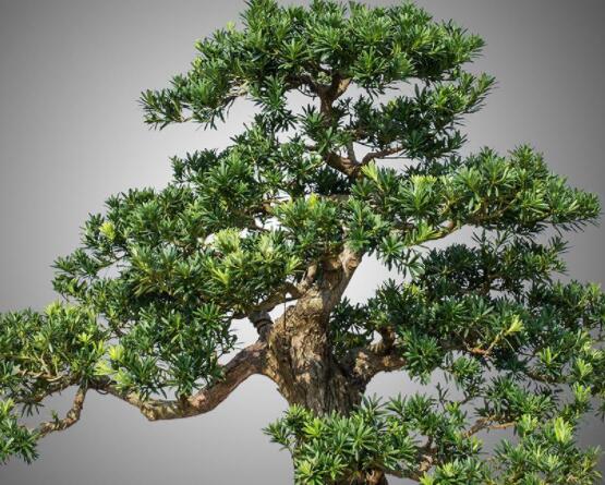 罗汉松修剪方法图解,只需要三点步骤造型美观茂盛