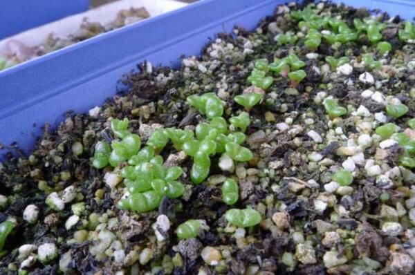 碧光环多肉怎样种植,碧光环种植具体操作步骤