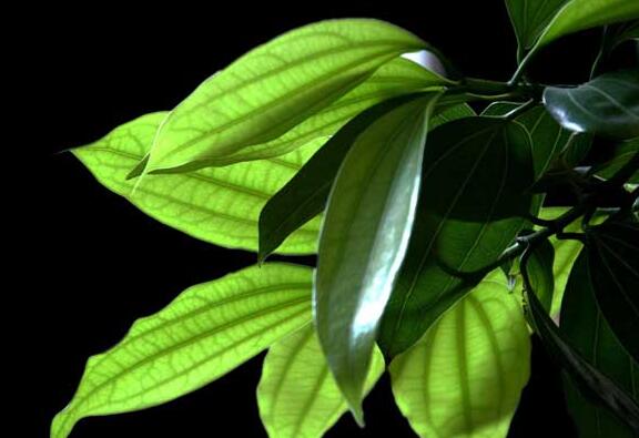 平安树怎么修剪才茂盛,3种修剪方法