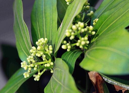 平安树怎么修剪才茂盛,3种修剪方法