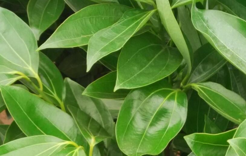 平安树怎么修剪才茂盛,3种修剪方法