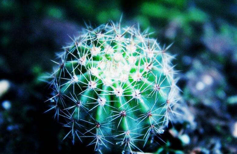 仙人掌花开多久,品种不同花期不同(稀有品种不开花)