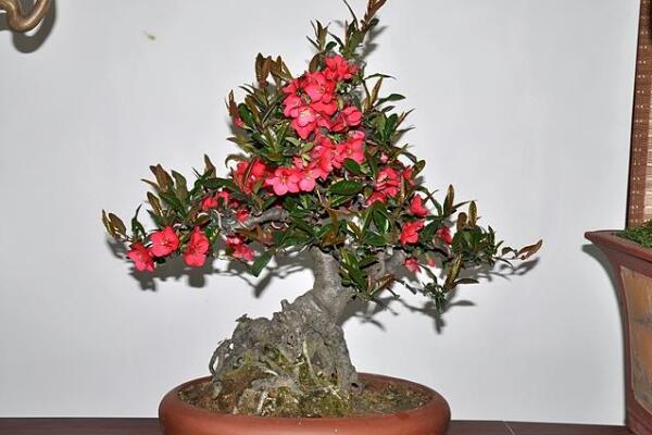 盆栽海棠花的养殖方法,盆栽海棠的五大养殖要点