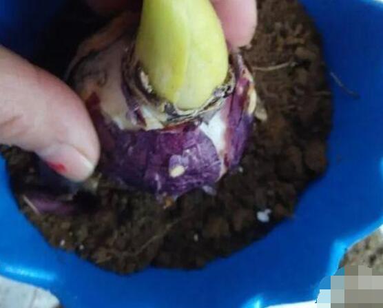 风信子怎么种,老农总结最简单有效五个步骤