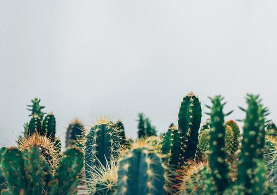 仙人掌怎么浇水和施肥,教你三个步骤便可生长枝叶翠绿
