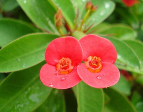 虎刺梅花期多少天,一年四季均可开花(养殖得当)