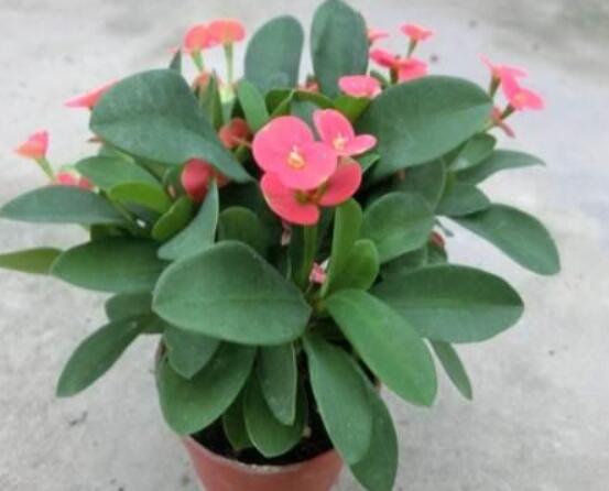 虎刺梅花期多少天,一年四季均可开花(养殖得当)