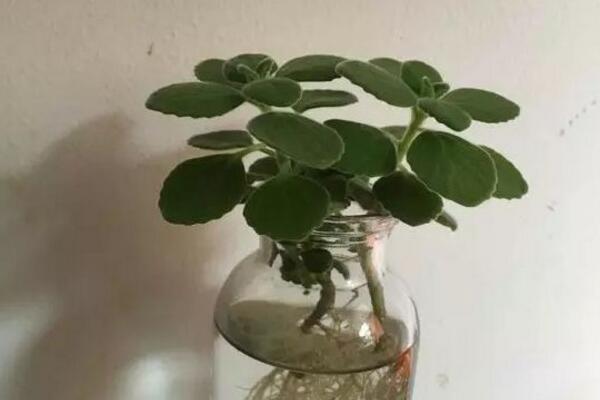 碰碰香怎么水培,只需简单几步就可以完成水培