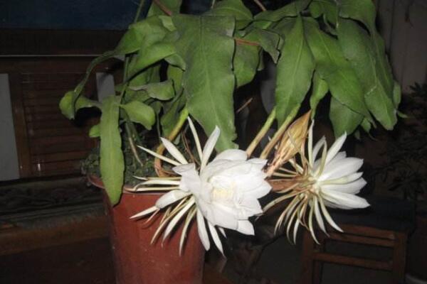 昙花种子怎么种,昙花种子的种植步骤详解