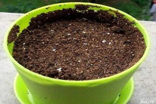 昙花种子怎么种,昙花种子的种植步骤详解