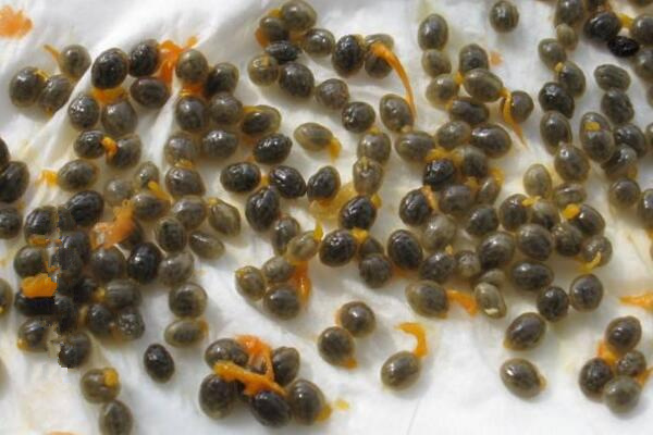 昙花种子怎么种,昙花种子的种植步骤详解